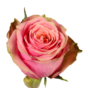 Роза Вайлд Лук